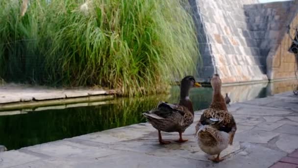 Şehir Parkında Şirin Ördekler Sabah Rahatlamak Şehrin Doğasında — Stok video