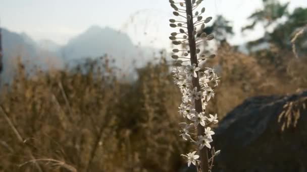 Fleur Avec Vent Coucher Soleil Dans Les Montagnes Forestières — Video