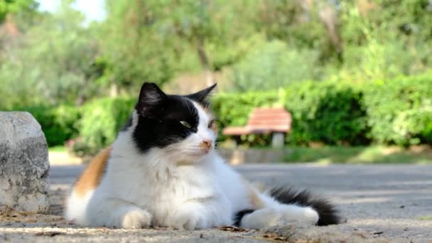Άστεγη Γάτα Περπατά Στο Θερινό Τουρκικό Πάρκο Αδέσποτη Γάτα Έξω — Αρχείο Βίντεο