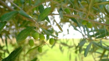 Sonbahar mevsiminde zeytin yapraklı ve zeytinli zeytin fidanı. Antalya Türkiye.