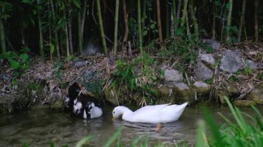 Şehir parkında şirin ördekler, sabah rahatlamak şehrin doğasında.