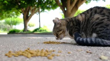 Sokaktaki vahşi sokak kedilerini kuru yiyeceklerle besliyorlar. Evsiz hayvanlara yardım.