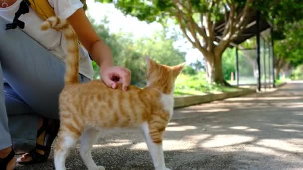 Yazın Antalya Türk Parkında Yürüyen Evsiz Bir Kedi Sokak Kedisi — Stok video