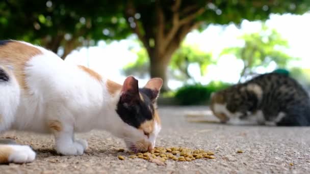 Krmení Skupiny Divokých Toulavých Koček Ulici Suchým Jídlem Pomoc Zvířatům — Stock video