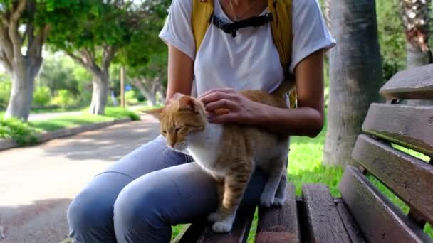 Obdachlose Katze Beim Spaziergang Türkischen Sommerpark Streunende Katze Freien Junge — Stockvideo