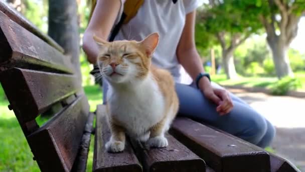 在土耳其夏季公园里散步的无家可归的猫 在户外流浪猫 年轻女人在爱抚流浪猫 良好对待动物和帮助动物的概念 — 图库视频影像