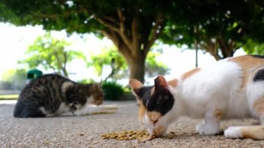 Sokaktaki vahşi sokak kedilerini kuru yiyeceklerle besliyorlar. Evsiz hayvanlara yardım.