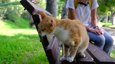 Yazın Türk parkında yürüyen evsiz bir kedi. Sokak kedisi dışarıda. Genç kadın sokak kedisini okşuyor. Hayvanlara iyi davranılması ve yardım edilmesi..