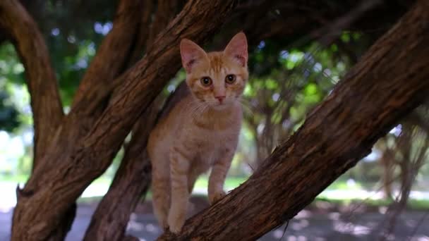 Hemlös Katt Går Sommaren Turkisk Park Antalya Stray Eared Liten — Stockvideo