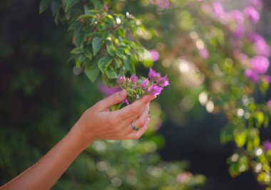 Kadın eli nazikçe bougainvillea çiçeklerini tutuyor ve doğal çevreye canlı ve zarif bir varlık katıyor. Çiçeklerin parlak renkleri parkların yemyeşil renklerinin tam zıttıdır..