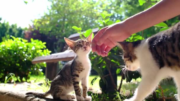 Hemlös Katt Går Sommaren Turkisk Park Antalya Vilsekatt Utomhus Ung Royaltyfri Stockvideo