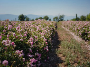 Güneşli yaz gününde Şam tarlası gülleri. Gül yaprağı hasadı gül yağı parfümü üretimi için. Türkiye 'nin Isparta bölgesindeki Guneykent köyü eko-turizm için gerçek bir cennet.