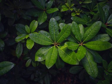 Viyana 'da bir yaz günü Japon parkı. Zetagaya Parkı, nisandan ekim ayına kadar halka açık kiraz ağaçları ve balık havuzlu küçük, sessiz bir Japon bahçesidir..