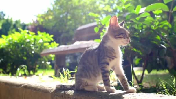 Hemlös Katt Går Sommaren Turkisk Park Antalya Vilsen Örat Liten Royaltyfri Stockfilm