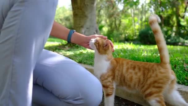 Obdachlose Katze Beim Spaziergang Durch Den Sommerlichen Türkischen Park Antalya — Stockvideo