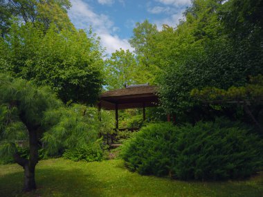 Viyana 'da bir yaz günü Japon parkı. Zetagaya Parkı, nisandan ekim ayına kadar halka açık kiraz ağaçları ve balık havuzlu küçük, sessiz bir Japon bahçesidir..