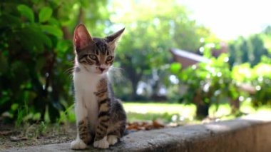 Yazın Antalya Türk parkında yürüyen evsiz bir kedi. Açık havada küçük komik kulaklı kedi yavrusu. Hayvanlara iyi davranılması ve yardım edilmesi..