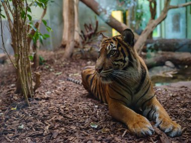 Bengal kaplanı, 1858 'de kurulan Frankfurt Zooloji Bahçesi' nde yürür ve Almanya 'nın en eski ikinci hayvanat bahçesinde yaşar.