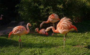 Pembe Flamingo Frankfurt Hayvanat Bahçesi 'nde, gün batımı saatinde. Frankfurt Hayvanat Bahçesi 'nde yürümek, 1858' de kurulmuş ve Almanya 'nın en eski ikinci hayvanat bahçesi.