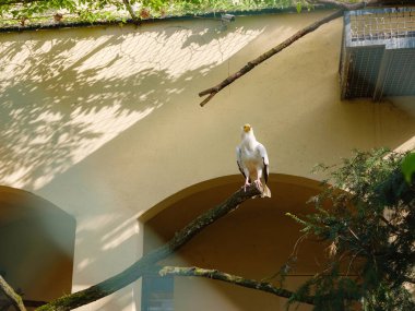 Hayvanat bahçesindeki büyük yırtıcı kuş, Frankfurt Hayvanat Bahçesi 'nde yürüyor, 1858' de kuruldu ve Almanya 'nın en eski ikinci hayvanat bahçesi.
