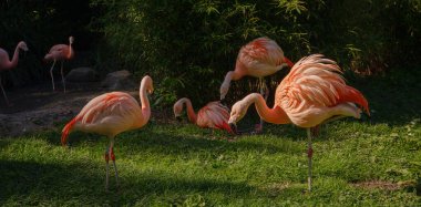 Pembe Flamingo Frankfurt Hayvanat Bahçesi 'nde, gün batımı saatinde. Frankfurt Hayvanat Bahçesi 'nde yürümek, 1858' de kurulmuş ve Almanya 'nın en eski ikinci hayvanat bahçesi.