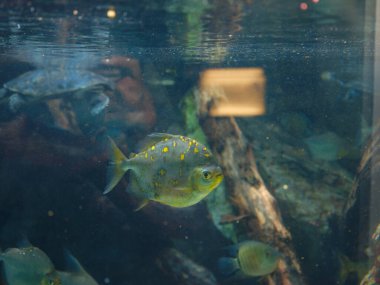 Akvaryumdaki tropikal balıklar, Frankfurt Zooloji Bahçesinde yürüyüş, 1858 'de kuruldu ve Almanya' nın en eski ikinci hayvanat bahçesi