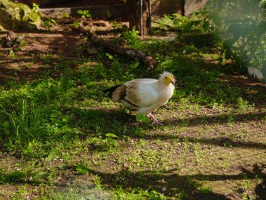 Hayvanat bahçesindeki büyük yırtıcı kuş, Frankfurt Hayvanat Bahçesi 'nde yürüyor, 1858' de kuruldu ve Almanya 'nın en eski ikinci hayvanat bahçesi.