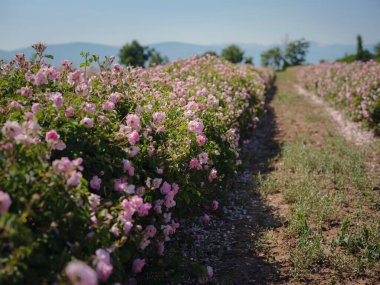 Güneşli yaz gününde Şam tarlası gülleri. Gül yaprağı hasadı gül yağı parfümü üretimi için. Türkiye 'nin Isparta bölgesindeki Guneykent köyü eko-turizm için gerçek bir cennet.