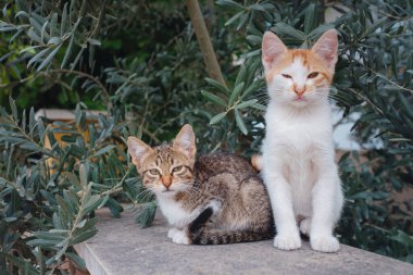 Çitin üzerinde oturan kedi yavruları zeytin ağaçlarının arka planında.