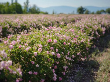 Güneşli yaz gününde Şam tarlası gülleri. Gül yaprağı hasadı gül yağı parfümü üretimi için. Türkiye 'nin Isparta bölgesindeki Guneykent köyü eko-turizm için gerçek bir cennet.
