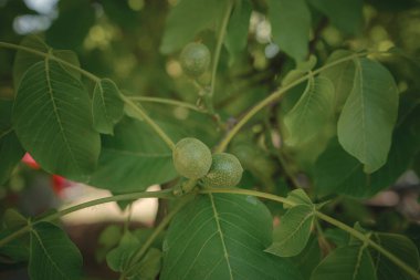 Yaz günü ağaçta olgun ceviz. Bir dal yeşil ceviz..