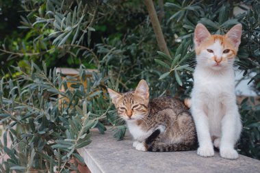 Çitin üzerinde oturan kedi yavruları zeytin ağaçlarının arka planında.