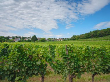 Şarap üretimi için üzüm bağları, Avusturya 'nın Avrupa bölgesindeki Styrian şarap yolunun yakınındaki bir şaraphane yakınlarında.