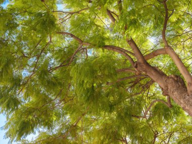 Denia, Costa Blanca 'daki güzel yaşlı ağaç, Alicante İspanya