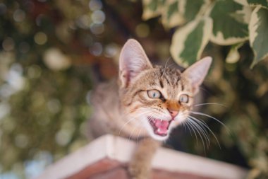 Çitte miyavlayan minik kedi yavrusu. Bir sokak kedisi Antalya Türkiye 'nin büyüleyici sokaklarında rahatça dolaşıyor