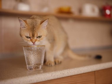 Evdeki güzel kısa saçlı kedi mutfak masasındaki camdan su içiyor. Tapılası evcil hayvan konsepti.