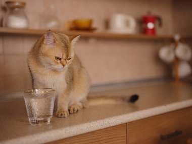 Evdeki güzel kısa saçlı kedi mutfak masasındaki camdan su içiyor. Tapılası evcil hayvan konsepti.
