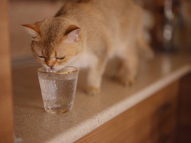 Evdeki güzel kısa saçlı kedi mutfak masasındaki camdan su içiyor. Tapılası evcil hayvan konsepti.