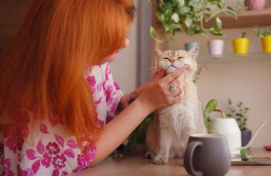 Evde bir kadınla güzel, kısa saçlı bir kedi. Sevimli evcil hayvan konsepti. kapalı alan bitkilerinin arka planına karşı