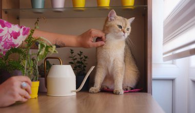 Evde bir kadınla güzel, kısa saçlı bir kedi. Sevimli evcil hayvan konsepti. kapalı alan bitkilerinin arka planına karşı