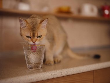 Evdeki güzel kısa saçlı kedi mutfak masasındaki camdan su içiyor. Tapılası evcil hayvan konsepti.