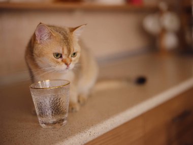Evdeki güzel kısa saçlı kedi mutfak masasındaki camdan su içiyor. Tapılası evcil hayvan konsepti.