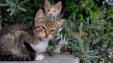 Yazın Antalya Türk parkında yürüyen evsiz bir kedi. Dışarıda, zeytin ağacının yanında başıboş küçük komik kedicikler. Hayvanlara iyi davranılması ve yardım edilmesi..