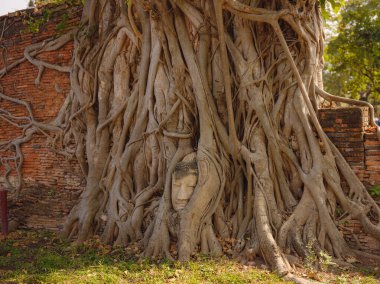 Mahathat Tapınağı, Ayutthaya, Tayland, UNESCO, Tayland tapınağındaki ağaç kökündeki inanılmaz kum taşı Buddha kafası. yüzyıllar sonra ağaçta baş..