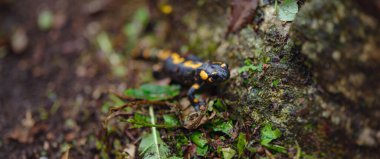 Hırvat ormanında tüm yangın semenderi, ormanda ıslak yosun ve mantar üzerinde semendra. Siyah bir vücutta sarı benekli ve çizgili vahşi omurgalı türler..