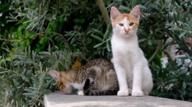 Yazın Antalya Türk parkında yürüyen evsiz bir kedi. Dışarıda, zeytin ağacının yanında başıboş küçük komik kedicikler. Hayvanlara iyi davranılması ve yardım edilmesi..