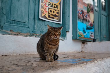 Street cats of Turkey roam freely, lounging, playing, and exploring the vibrant streets, creating charming scenes of daily life in urban and rural settings. Kas resort village clipart