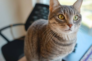 Kedi evdeki çalışma masasında oturuyor, iş için gerekli şeylerle çevrili, sakin ve rahat bir atmosferde. Çalışma ve rahatlamanın uyumunu gösteren mükemmel bir kapalı mekan sahnesi..