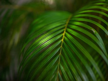 Kuala Lumpur Botanik Bahçesi 'nde bereketli bir yeşillik ve egzotik bitkiler olan Perdana Botanik Bahçesi' nde yürümek, canlı çiçeklerle, yükselen ağaçlarla ve sakin yollarla huzurlu bir kaçış sunmaktır..
