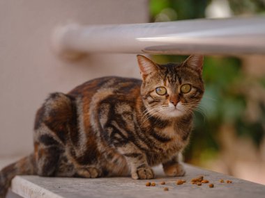 Türkiye 'nin sokak kedileri özgürce dolaşıyor, dinleniyor, oynuyor ve canlı caddeleri keşfediyor, kentsel ve kırsal ortamlarda günlük yaşamın büyüleyici sahnelerini yaratıyor.